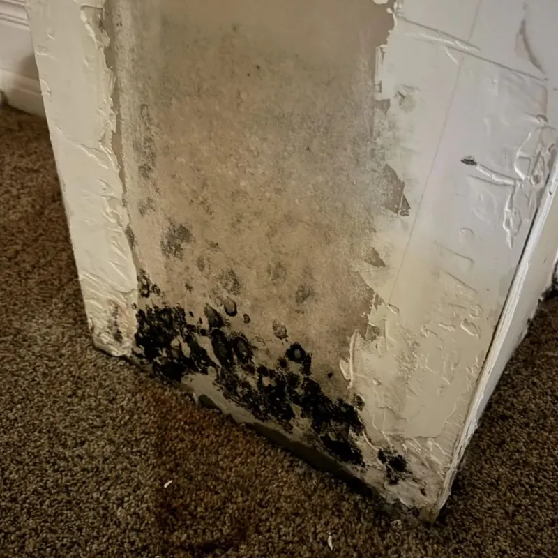 Professional Mold Removal in Munford, TN